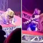 susto-grande!-tigre-escapa-de-atracao-no-circo-e-causa-panico-ao-saltar-para-a-plateia