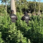 roca-do-trafico:-policia-encontra-plantacao-com-50-mil-pes-de-maconha-em-muquem-do-sao-francisco