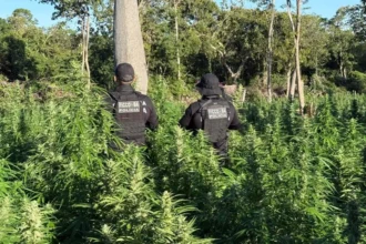 roca-do-trafico:-policia-encontra-plantacao-com-50-mil-pes-de-maconha-em-muquem-do-sao-francisco