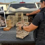 maus-tratos:-policia-resgata-15-aves-silvestres-mantidas-em-cativeiro-em-santa-barbara
