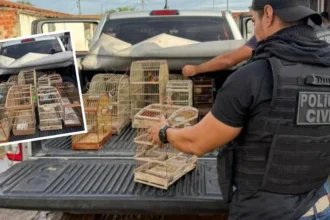 maus-tratos:-policia-resgata-15-aves-silvestres-mantidas-em-cativeiro-em-santa-barbara