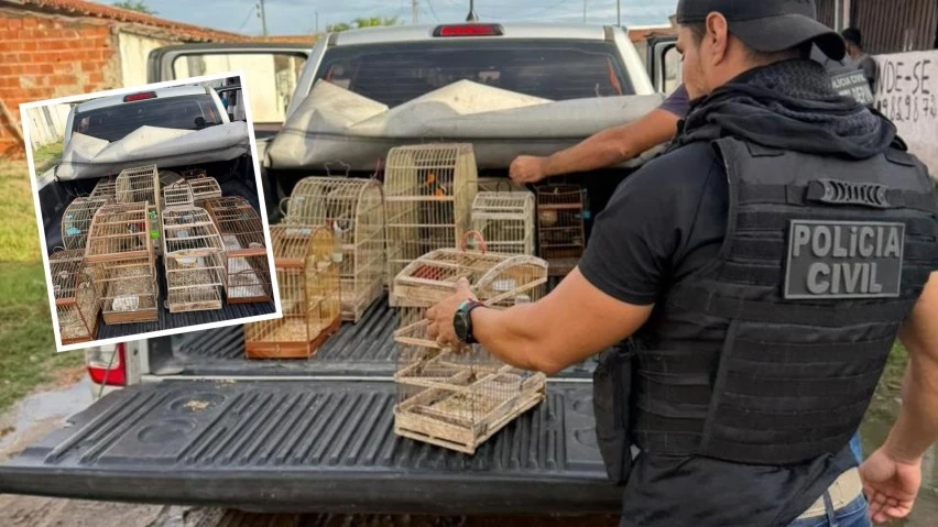 maus-tratos:-policia-resgata-15-aves-silvestres-mantidas-em-cativeiro-em-santa-barbara