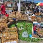 crime-ambiental:-pm-resgata-21-aves-que-seriam-vendidas-na-feira-do-rolo