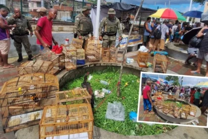 crime-ambiental:-pm-resgata-21-aves-que-seriam-vendidas-na-feira-do-rolo