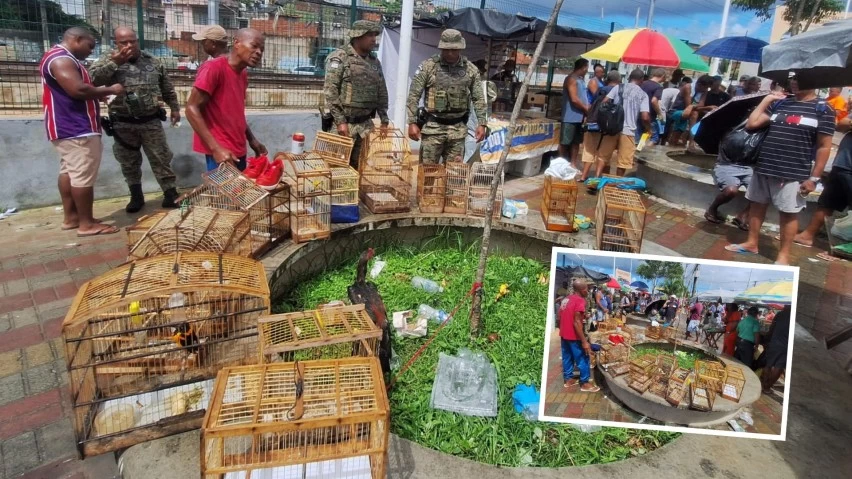 crime-ambiental:-pm-resgata-21-aves-que-seriam-vendidas-na-feira-do-rolo